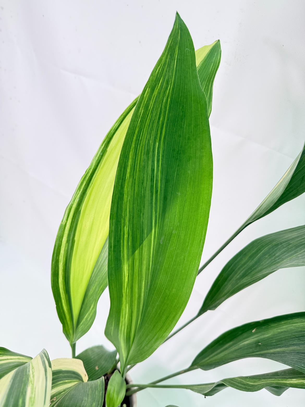 Aspidistra Elatior Variegata 14