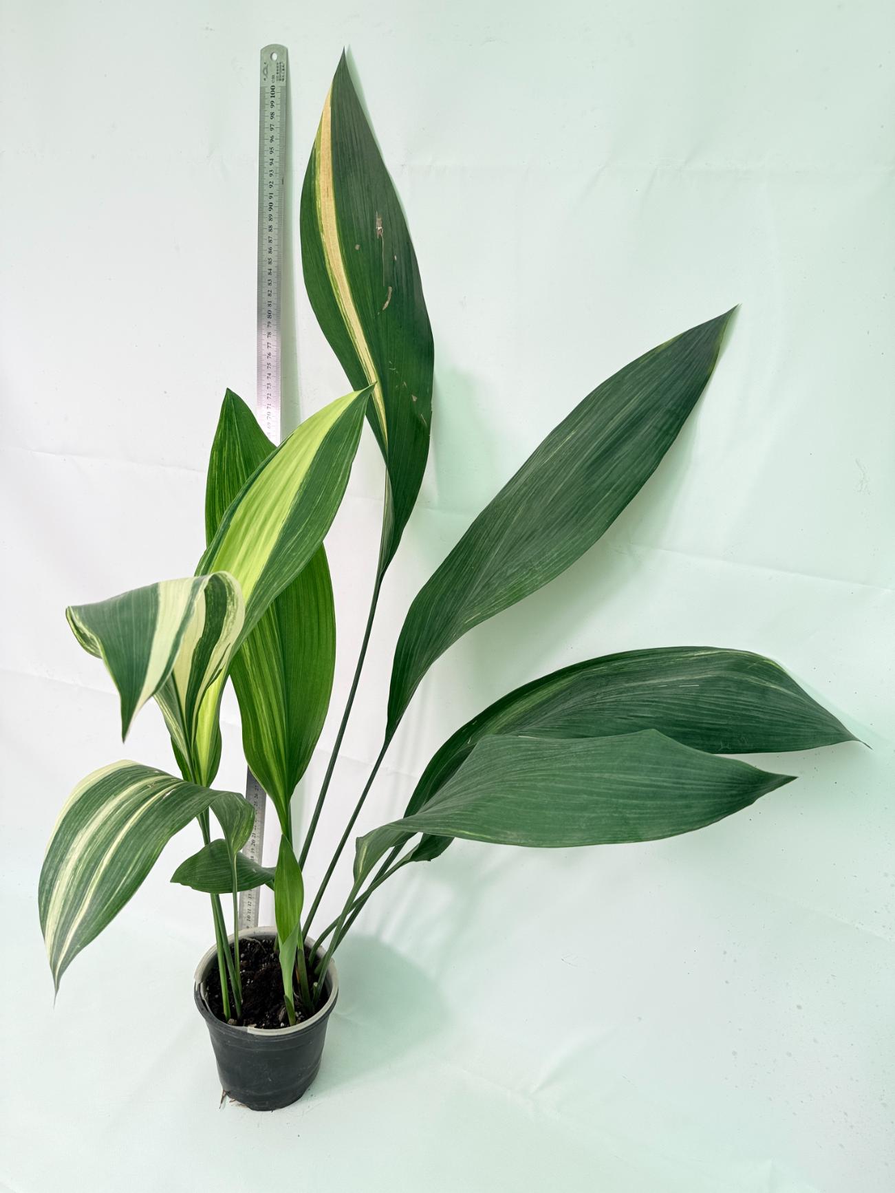 Aspidistra Elatior Variegata 01