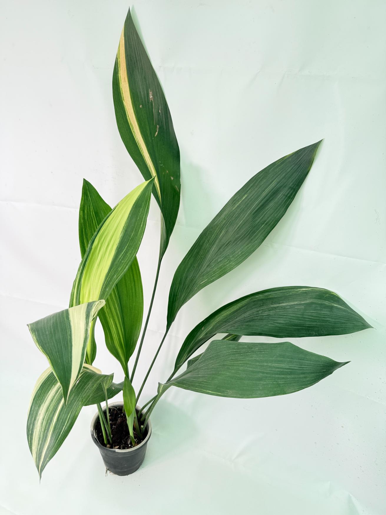 Aspidistra Elatior Variegata 02