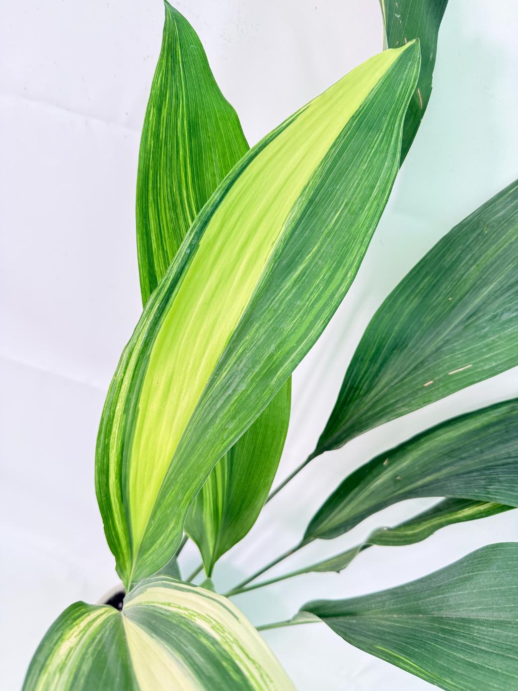 Aspidistra Elatior Variegata 03