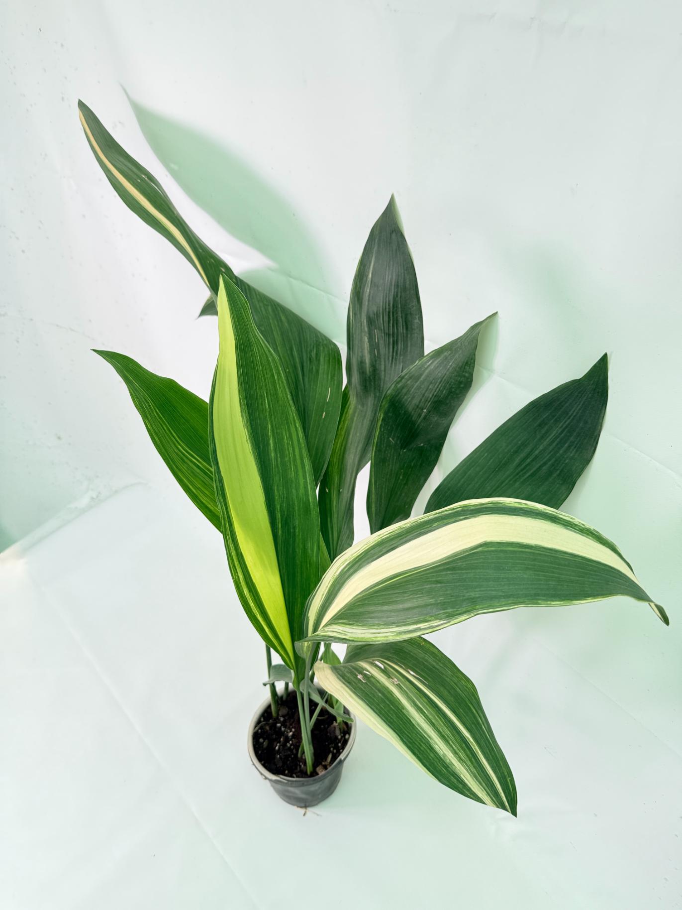 Aspidistra Elatior Variegata 04