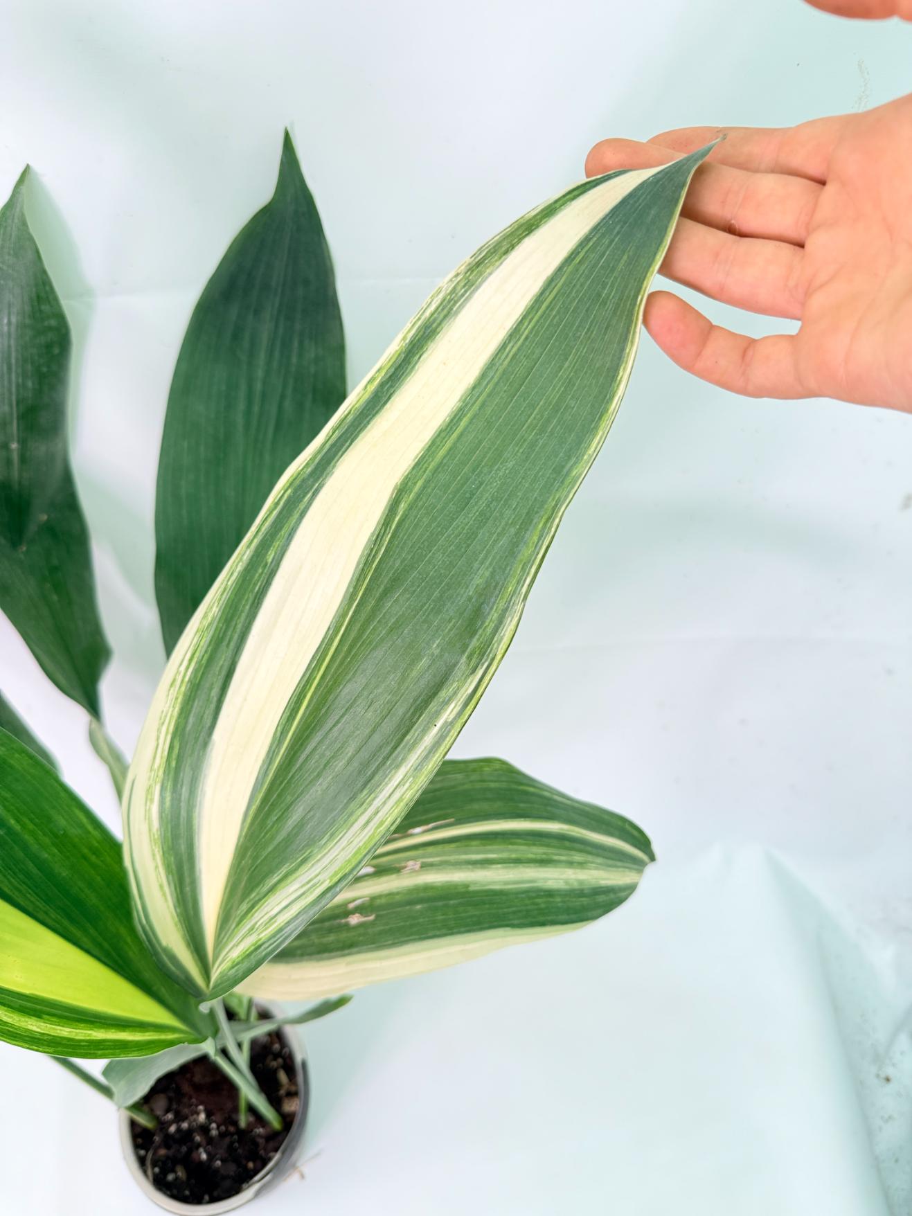 Aspidistra Elatior Variegata 05