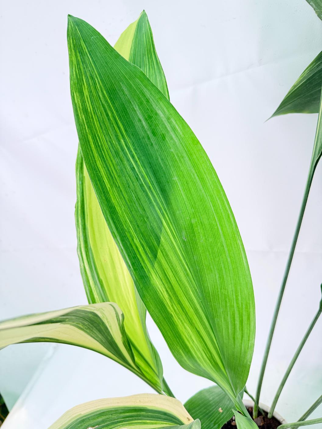 Aspidistra Elatior Variegata 06