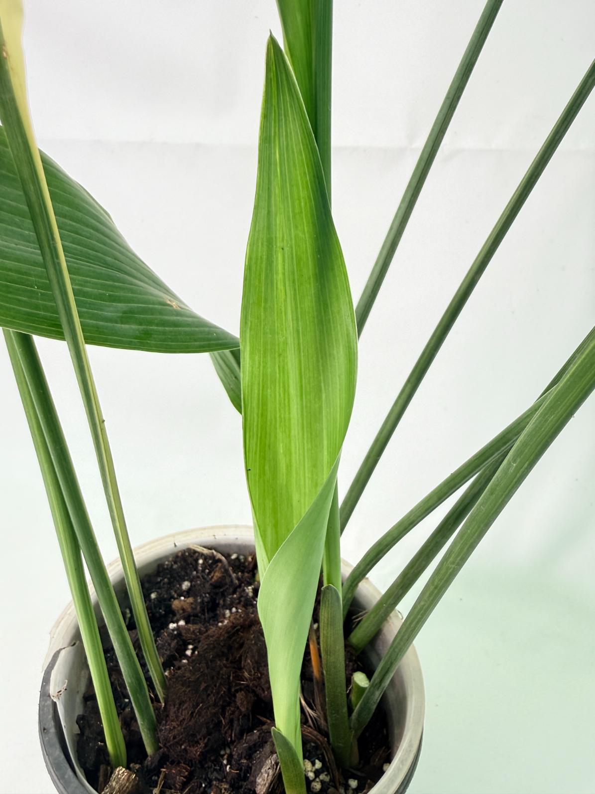 Aspidistra Elatior Variegata 07