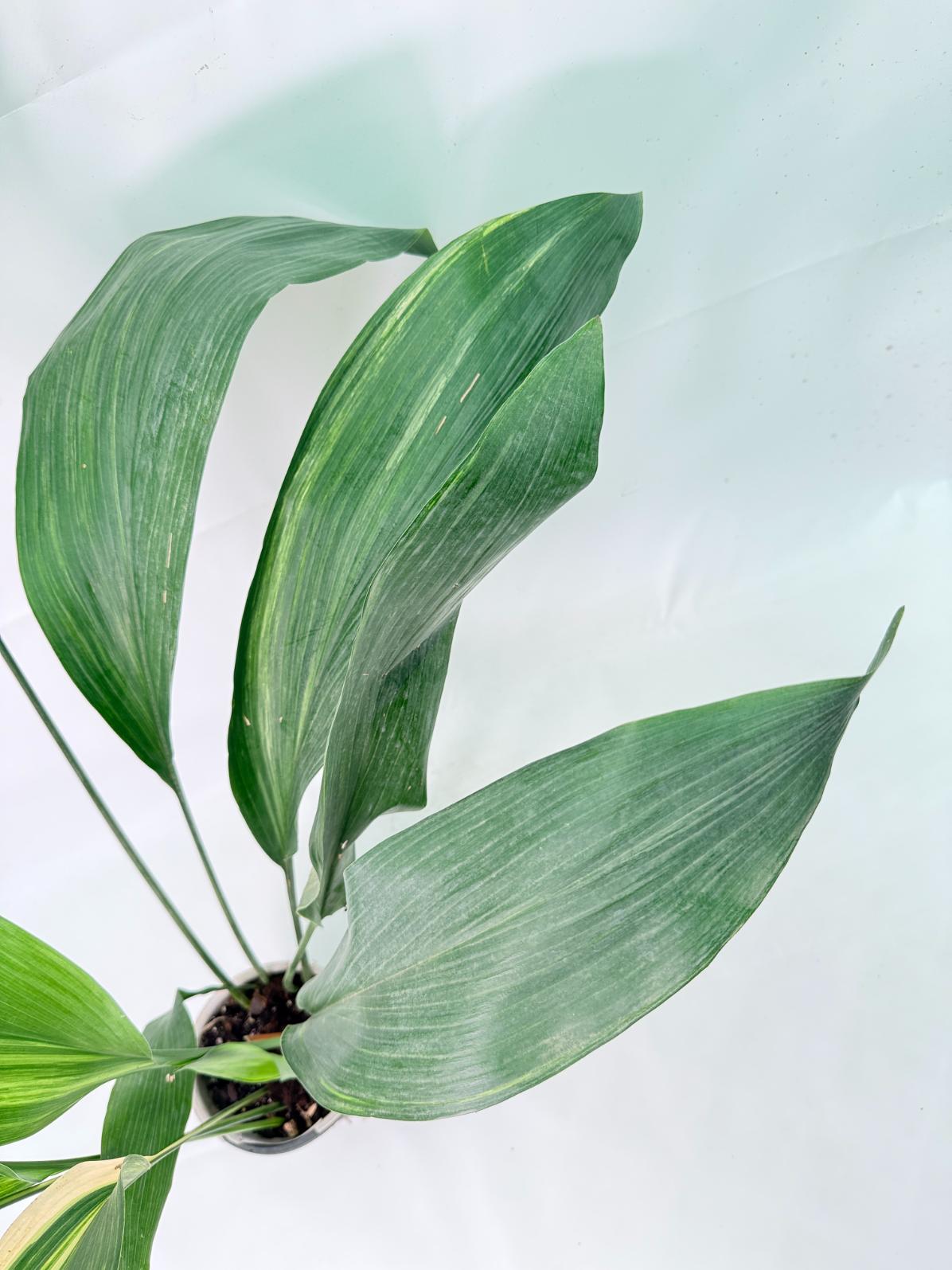 Aspidistra Elatior Variegata 08
