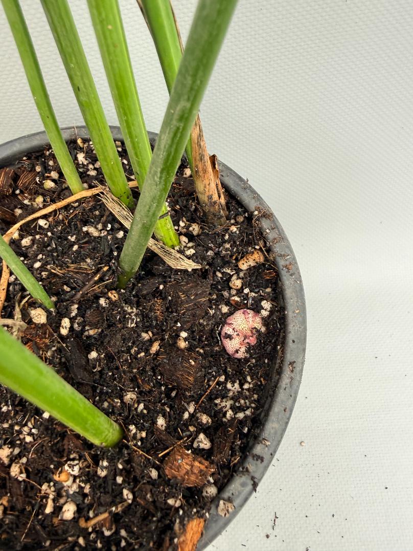 Aspidistra Elatior Variegata  fiore