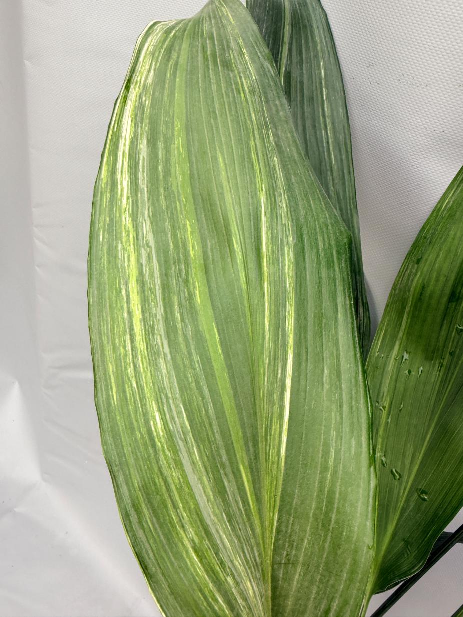 Aspidistra Elatior Variegata  foglia n 7