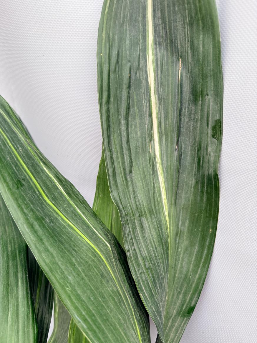 Aspidistra Elatior Variegata  foglia n 8
