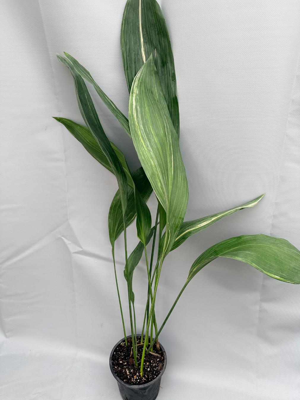 Aspidistra Elatior Variegata  intera pianta
