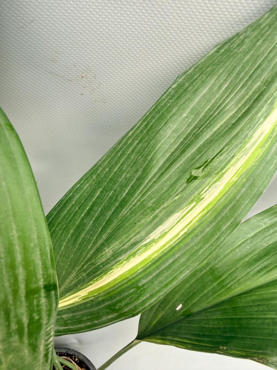 Aspidistra Elatior Variegata  foglia n 3