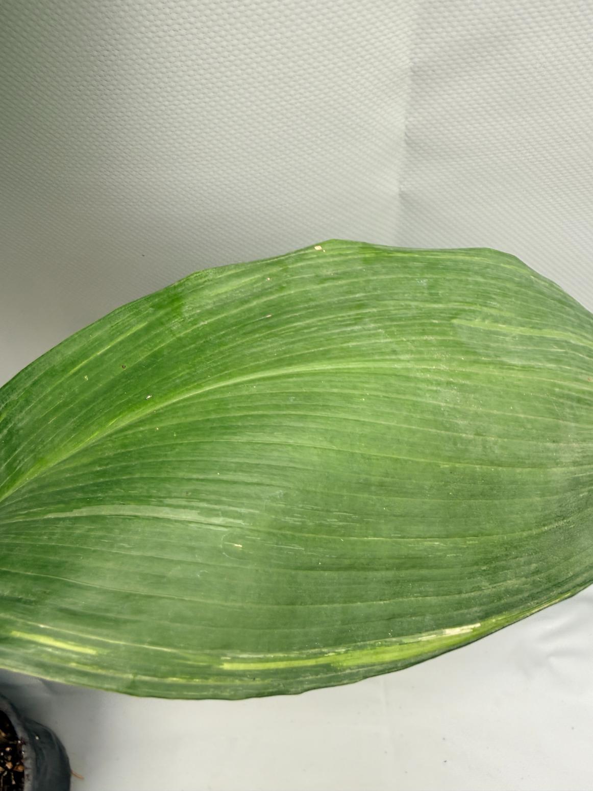Aspidistra Elatior Variegata  foglia n 4