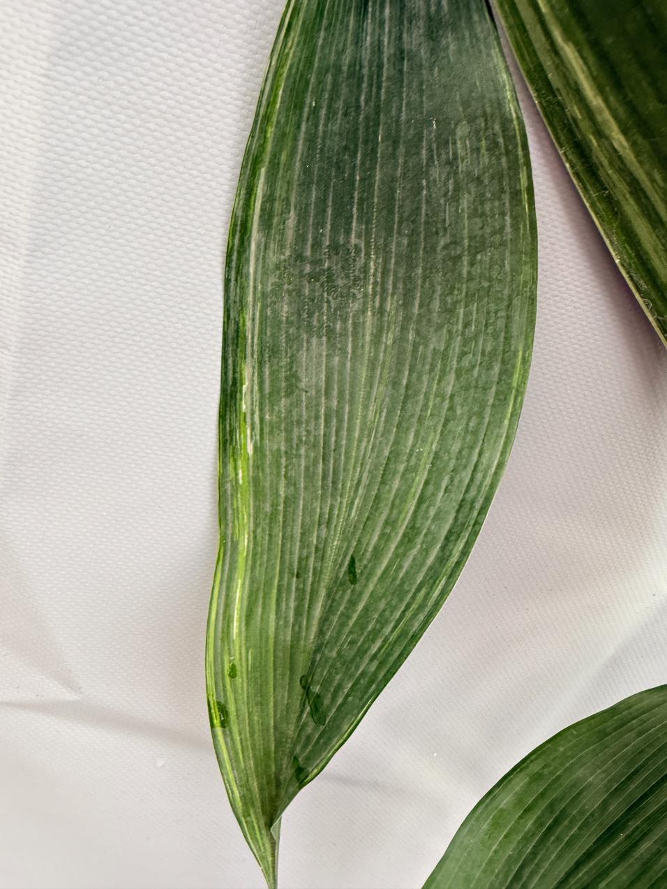 Aspidistra Elatior Variegata  foglia n 5