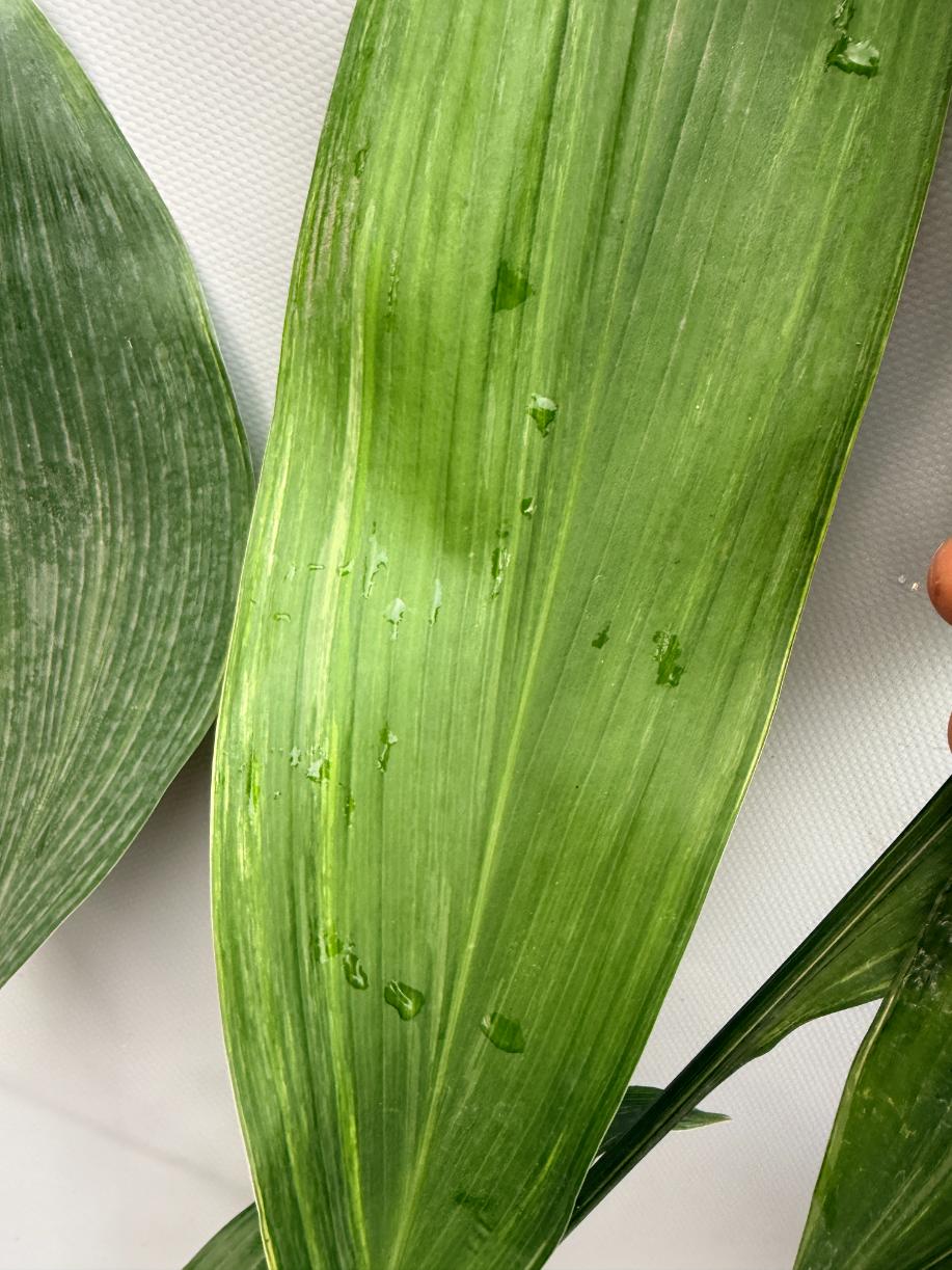 Aspidistra Elatior Variegata  foglia n 6