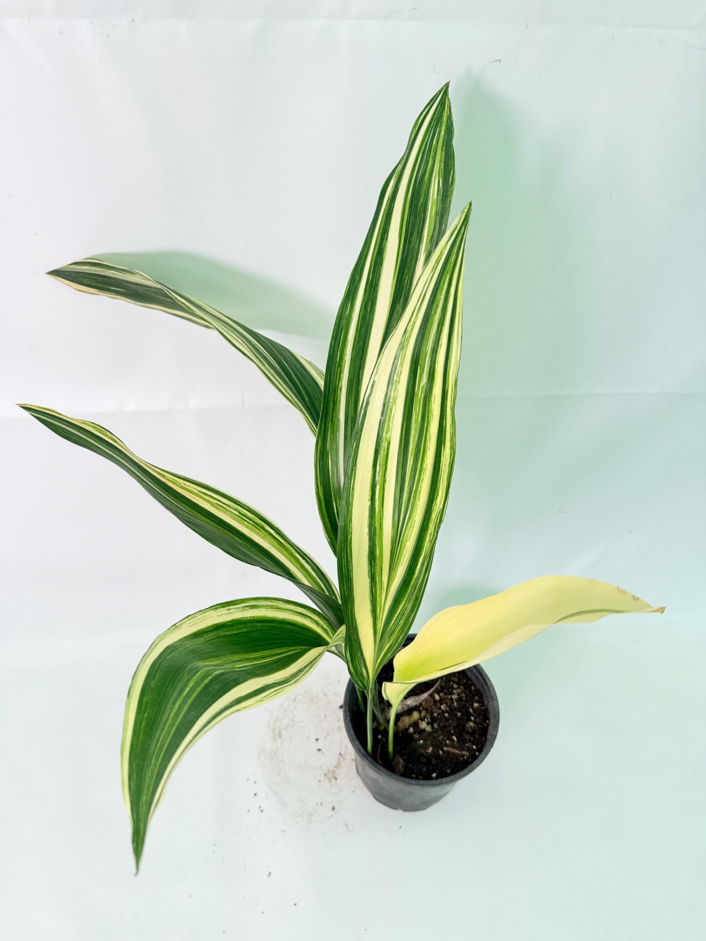 Aspidistra Elatior Variegata 09