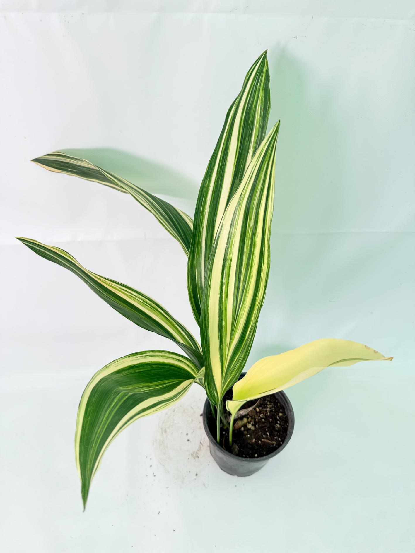 Aspidistra Elatior Variegata 10