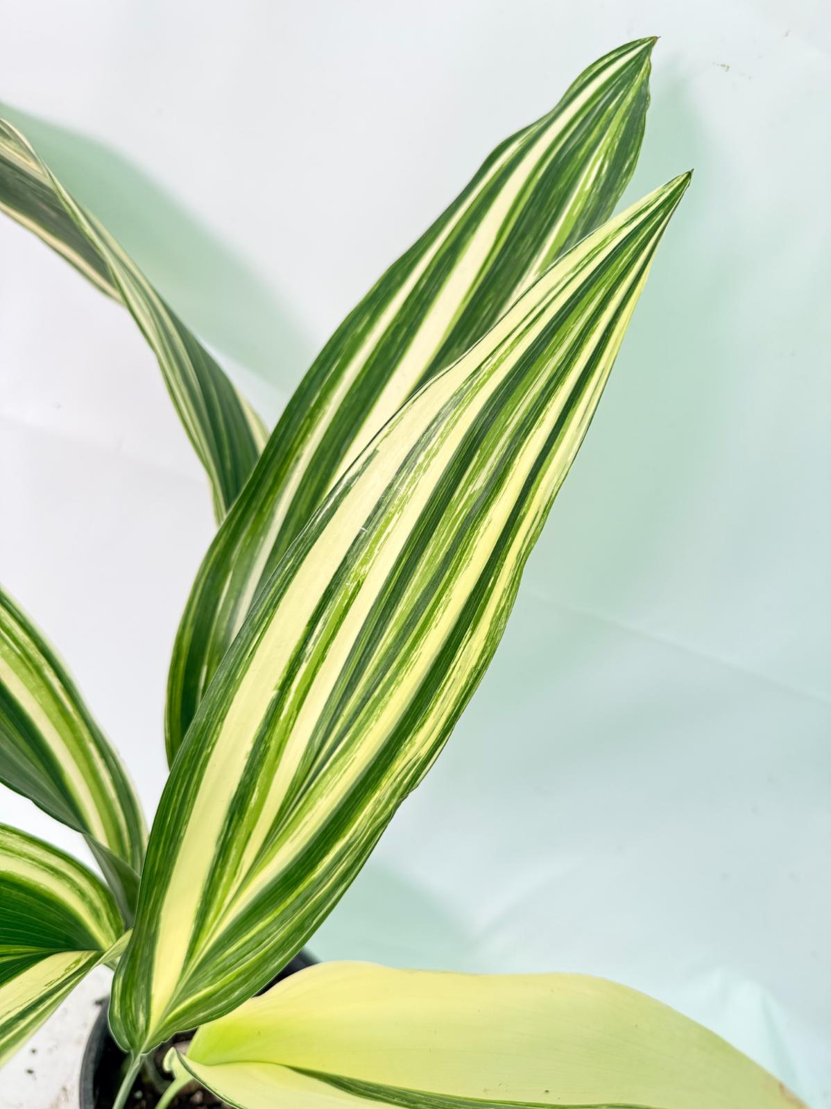 Aspidistra Elatior Variegata 11