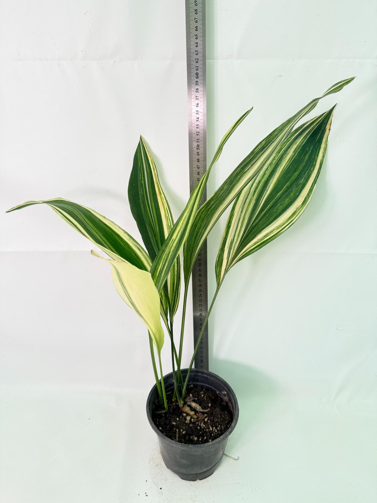 Aspidistra Elatior Variegata 01