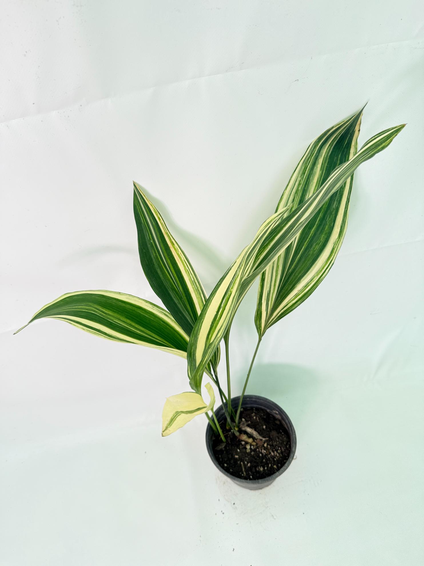 Aspidistra Elatior Variegata 02