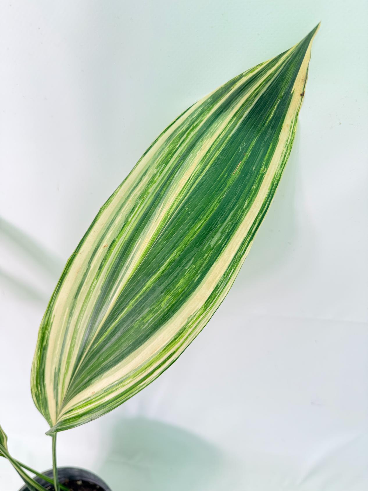 Aspidistra Elatior Variegata 03