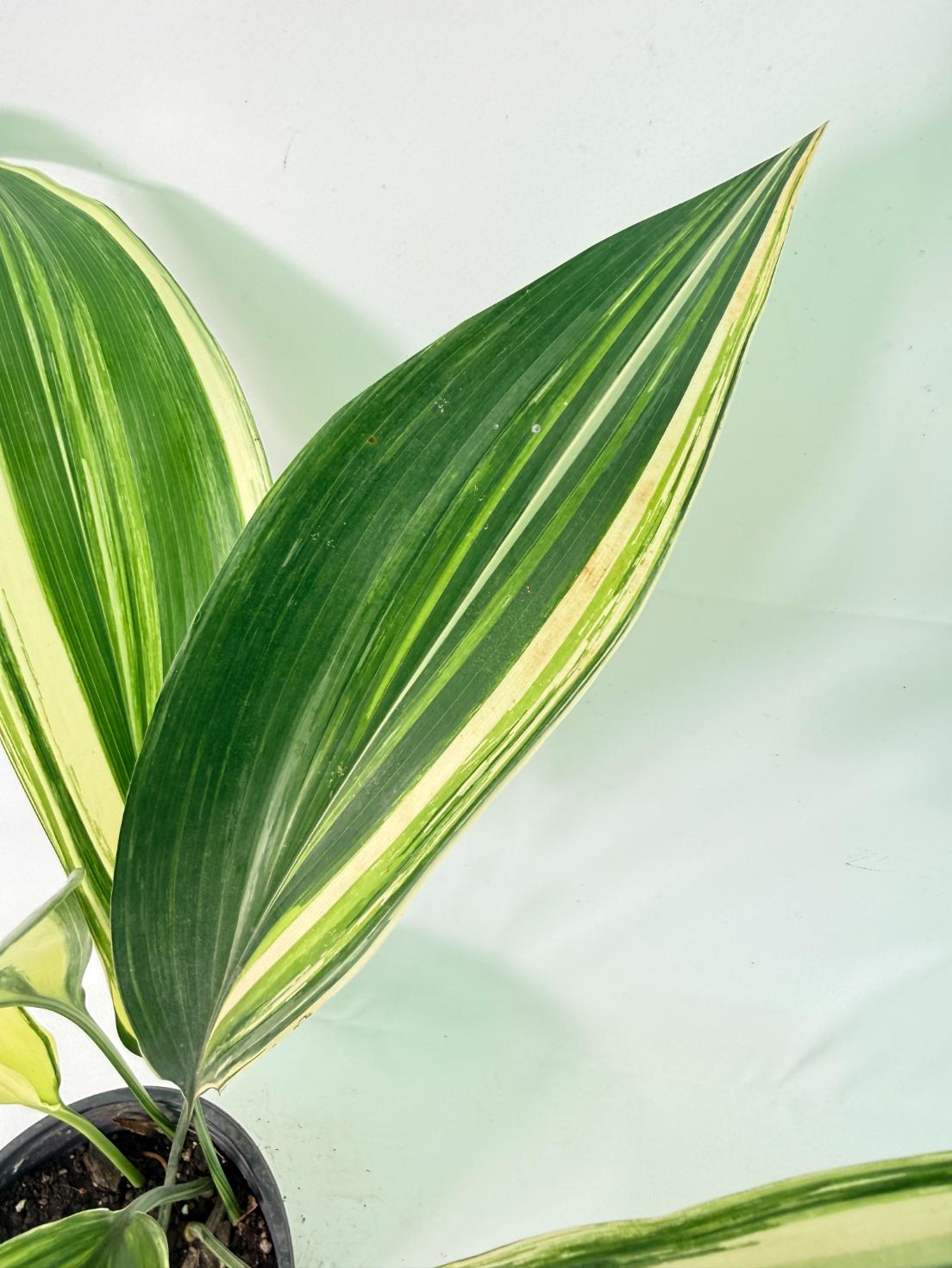 Aspidistra Elatior Variegata 04
