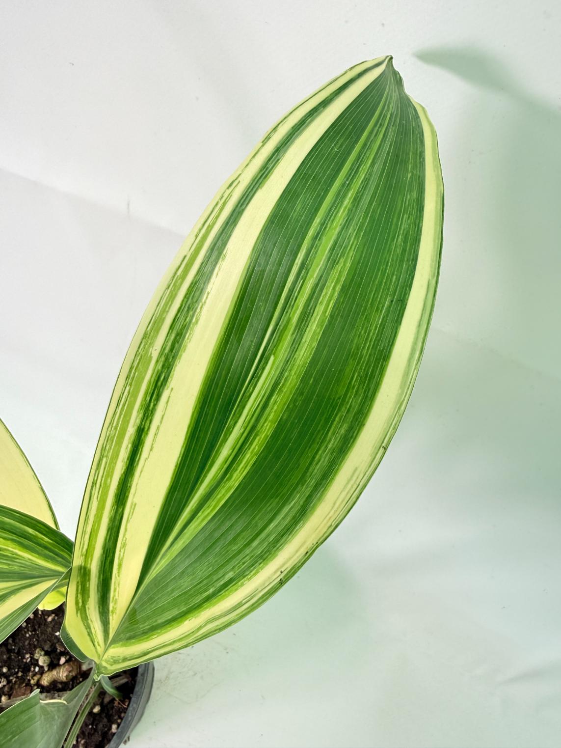 Aspidistra Elatior Variegata 05