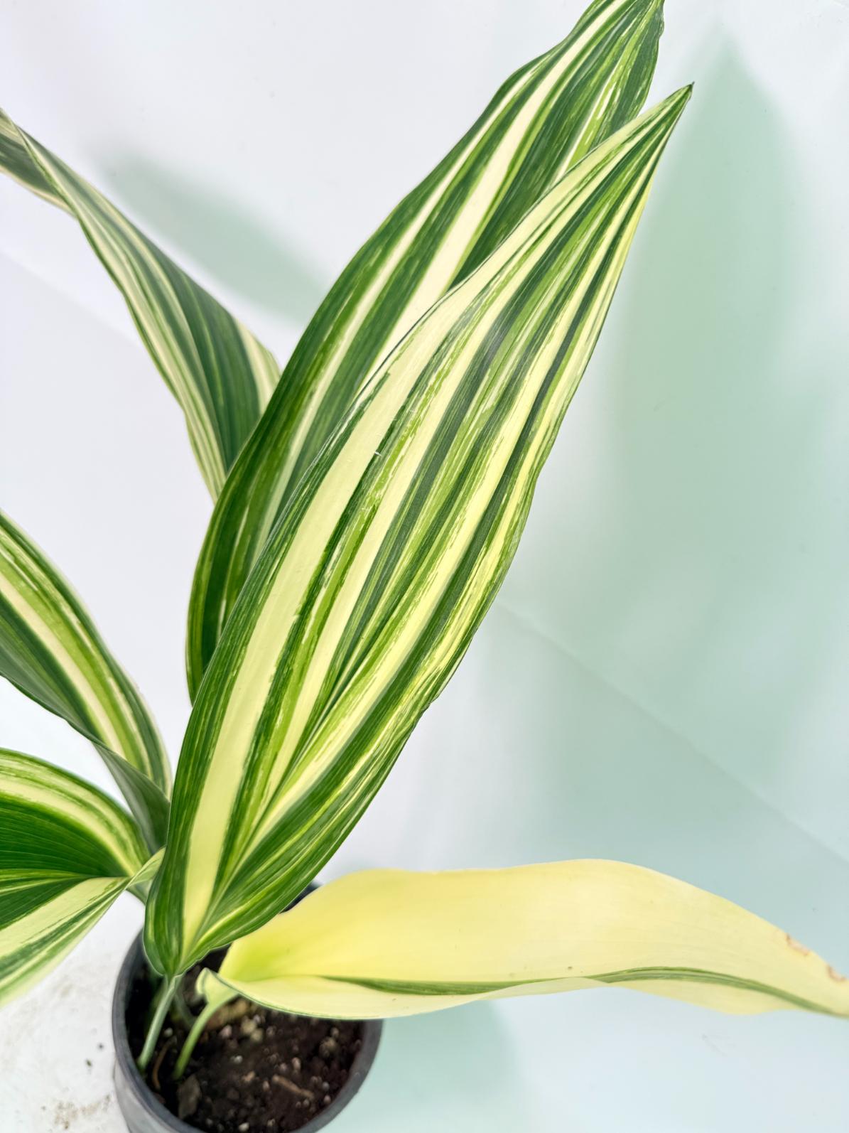 Aspidistra Elatior Variegata 06
