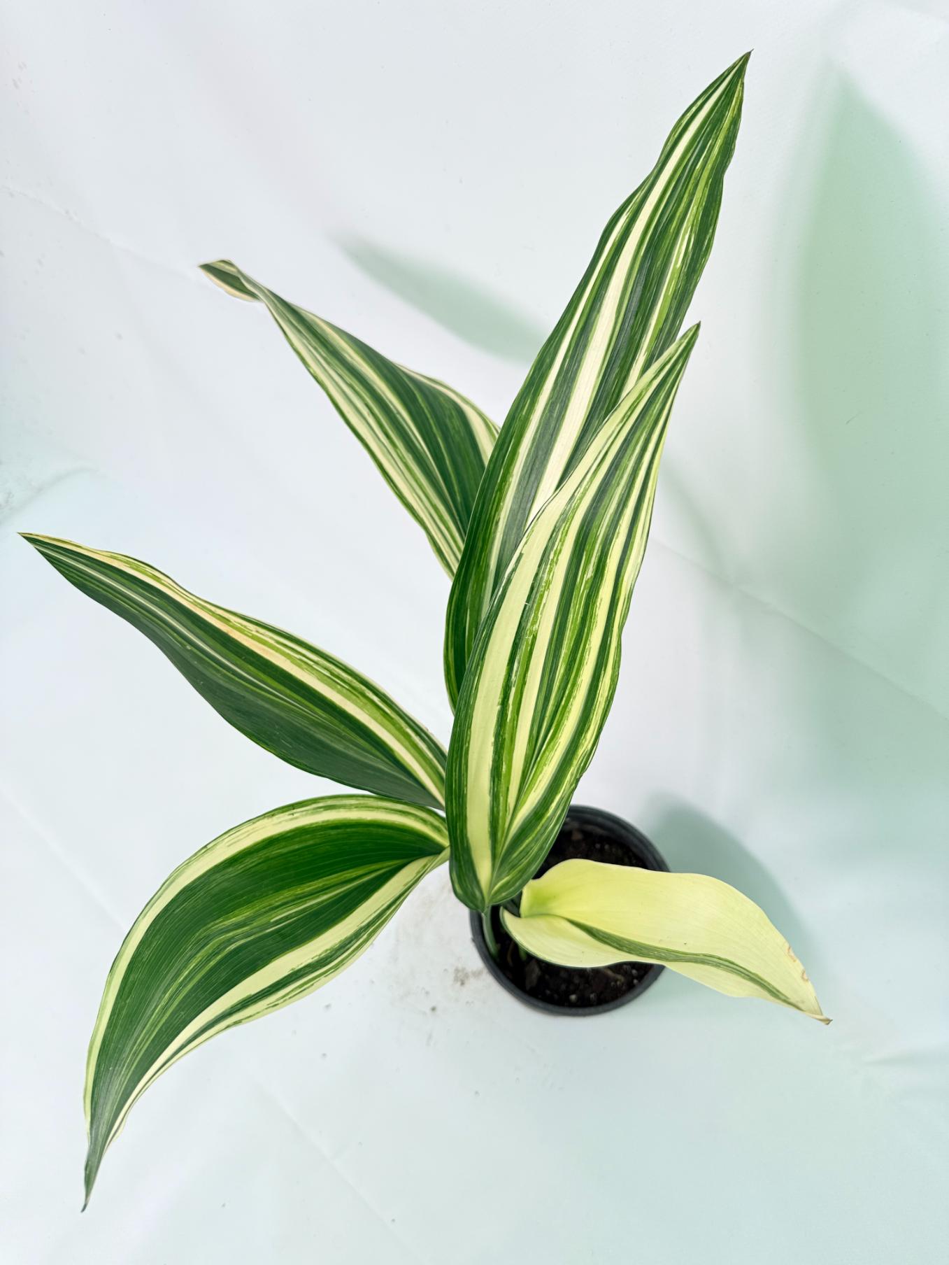 Aspidistra Elatior Variegata 07