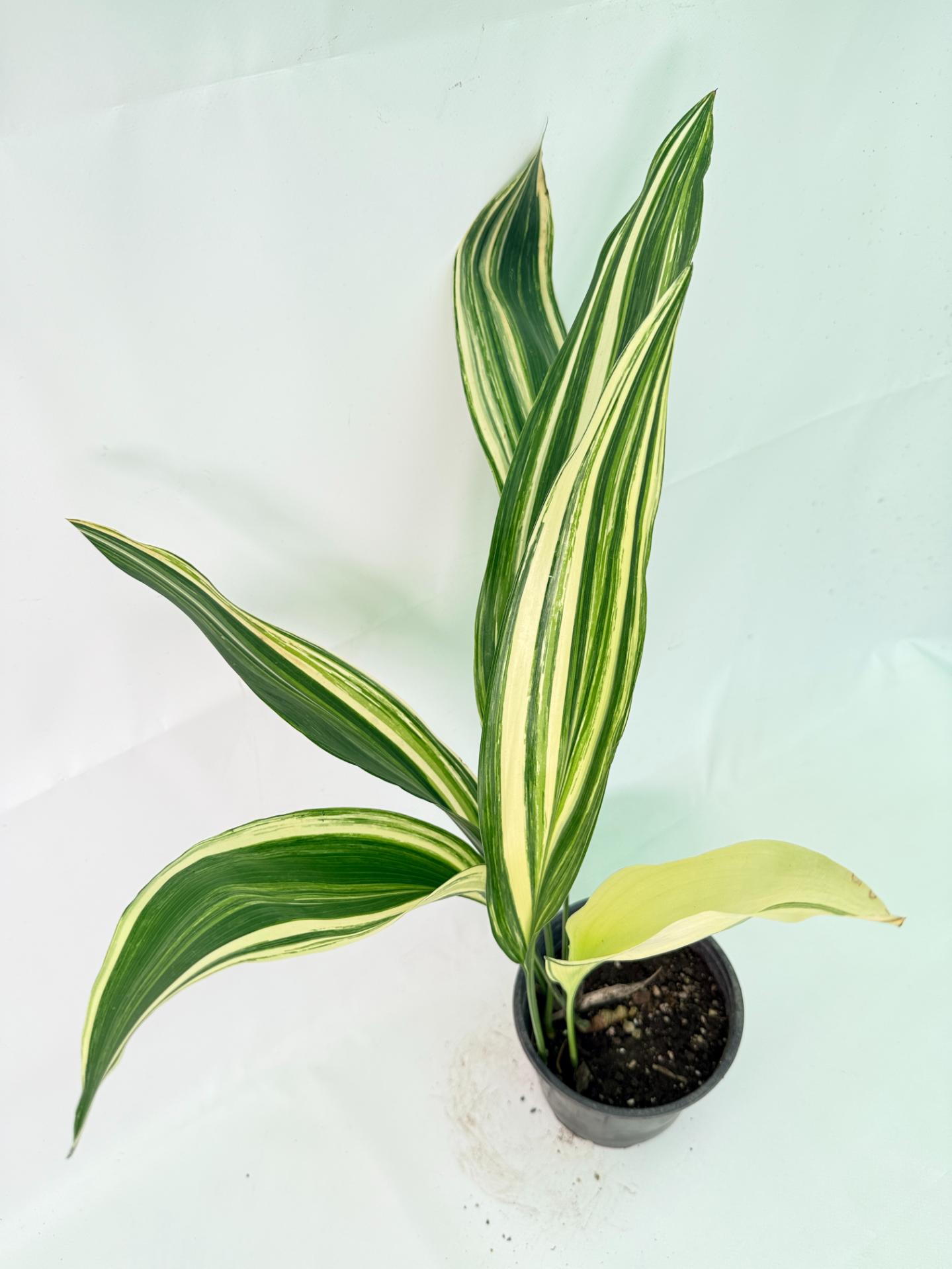 Aspidistra Elatior Variegata 08