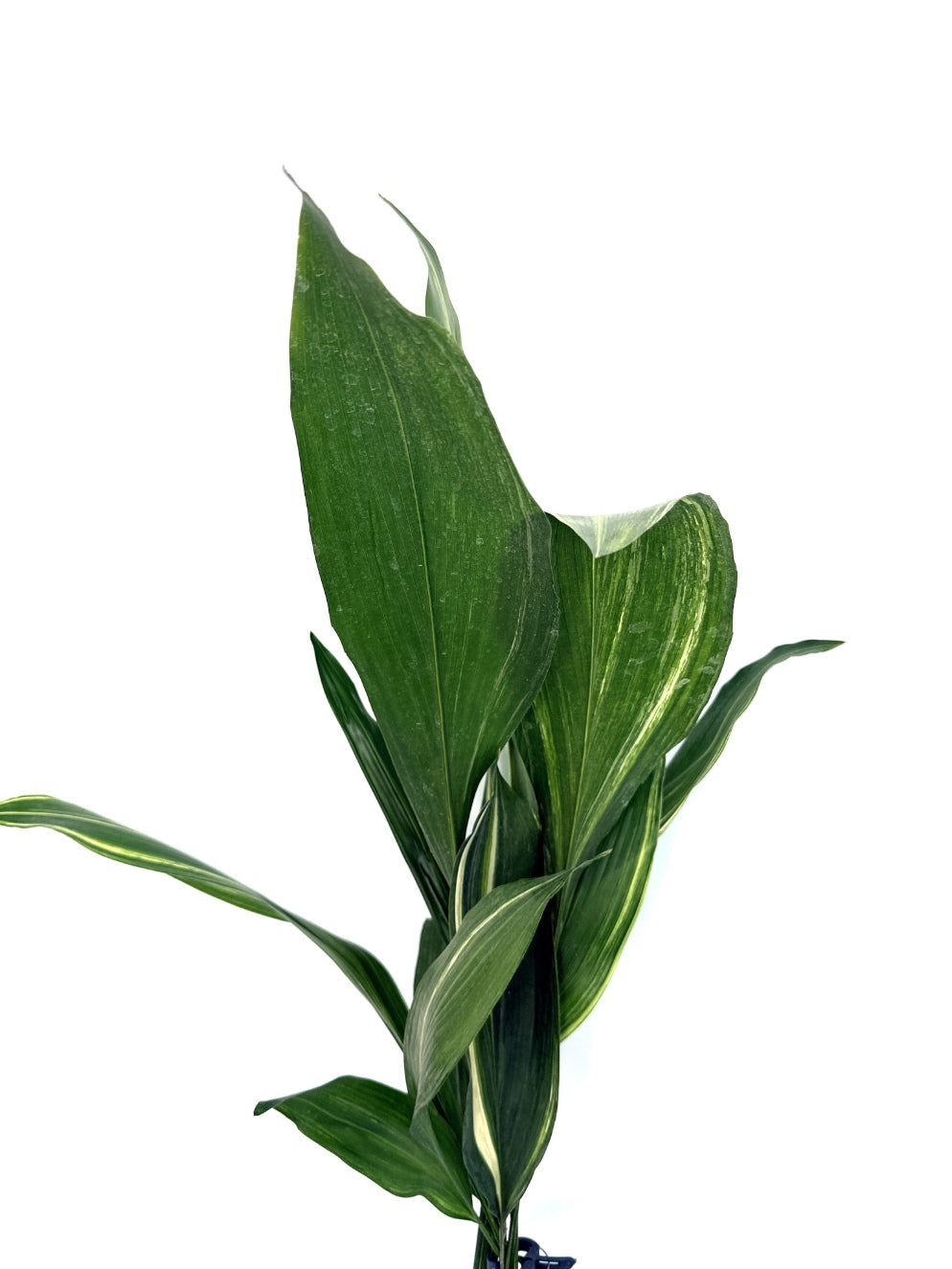 Aspidistra_Elatior_Variegata