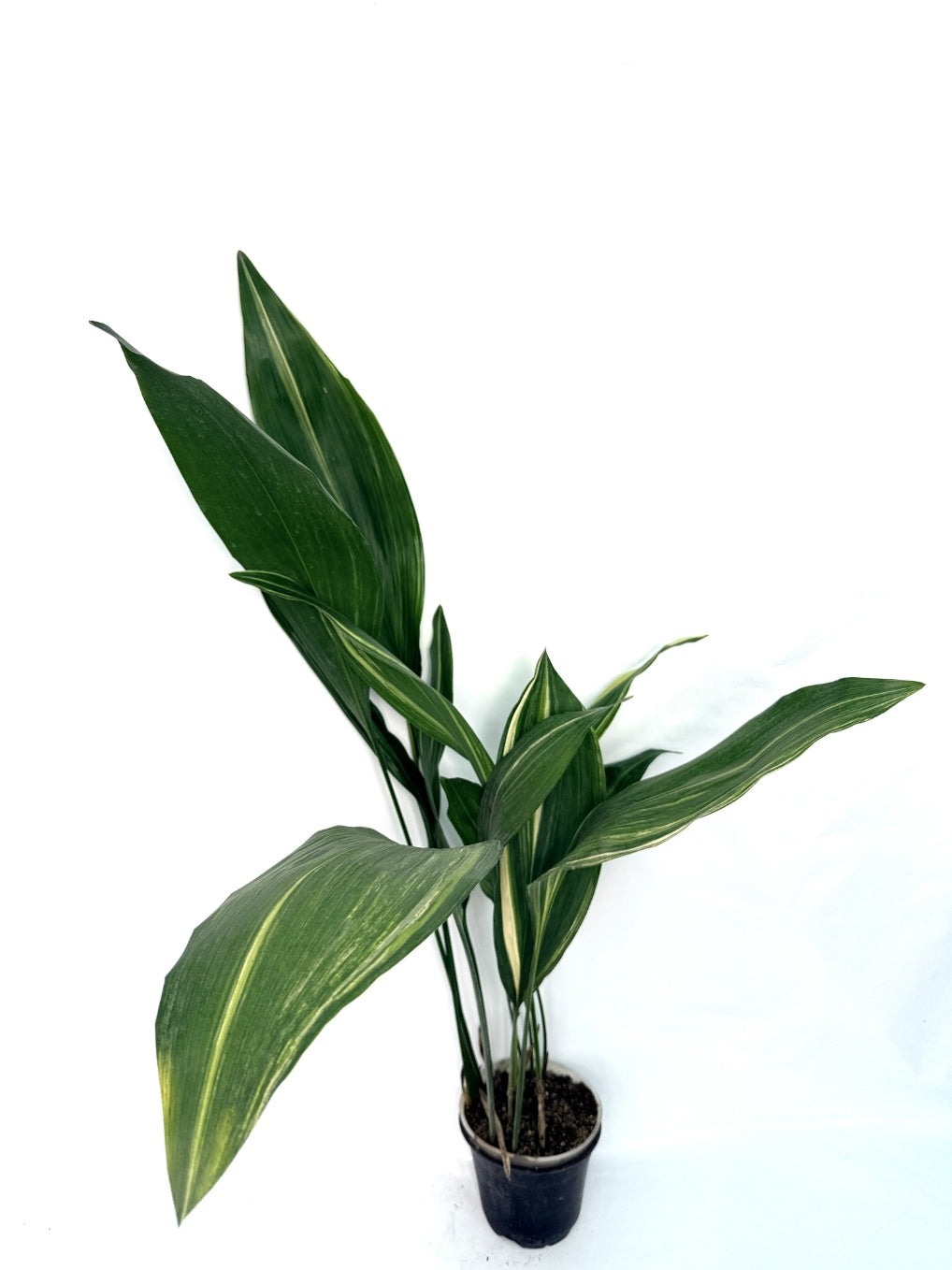 Aspidistra_Elatior_Variegata