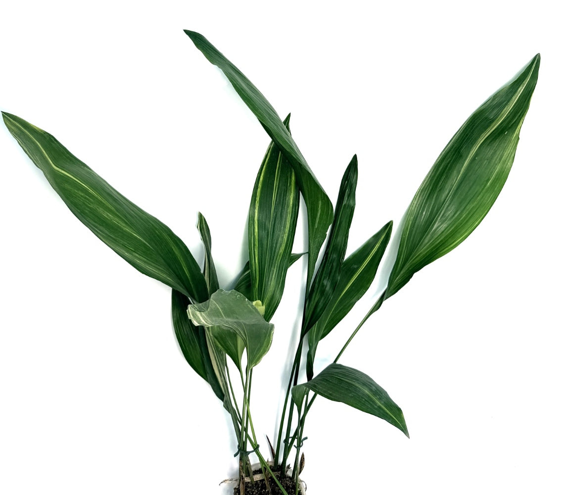 Aspidistra_Elatior_Variegata