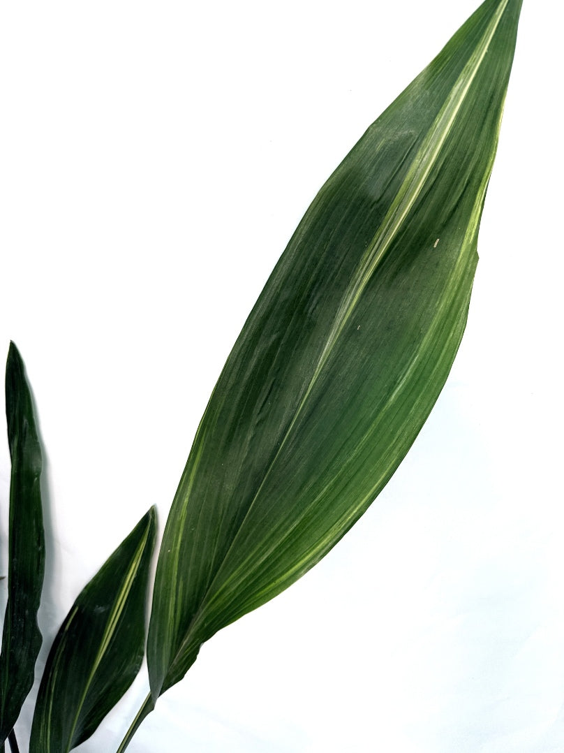 Aspidistra_Elatior_Variegata