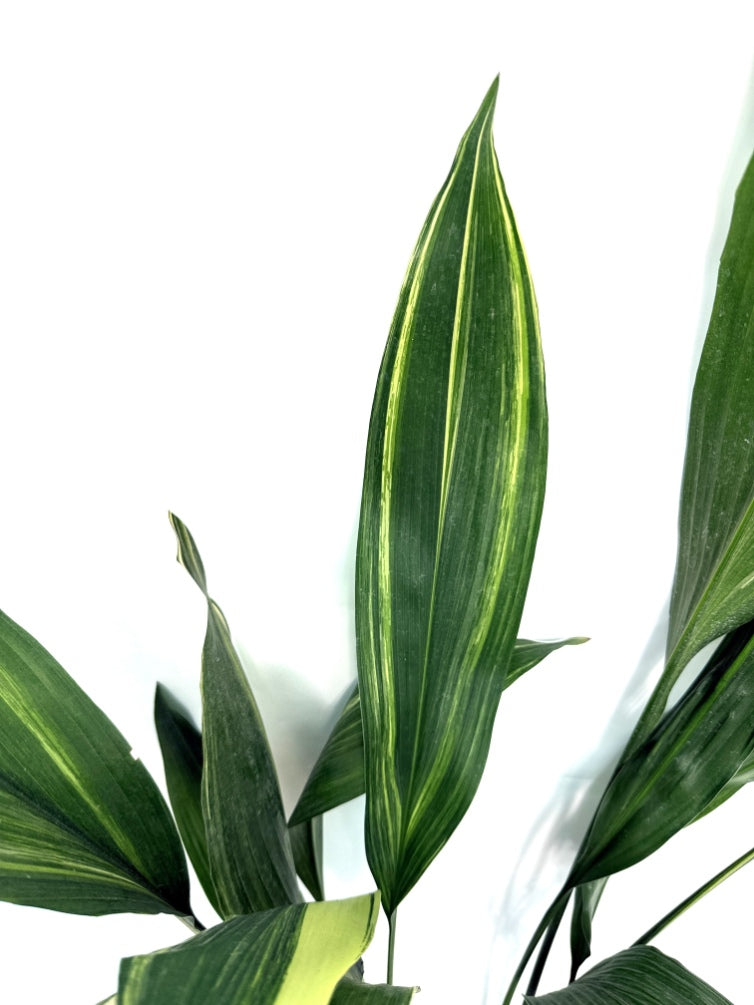 Aspidistra_Elatior_Variegata
