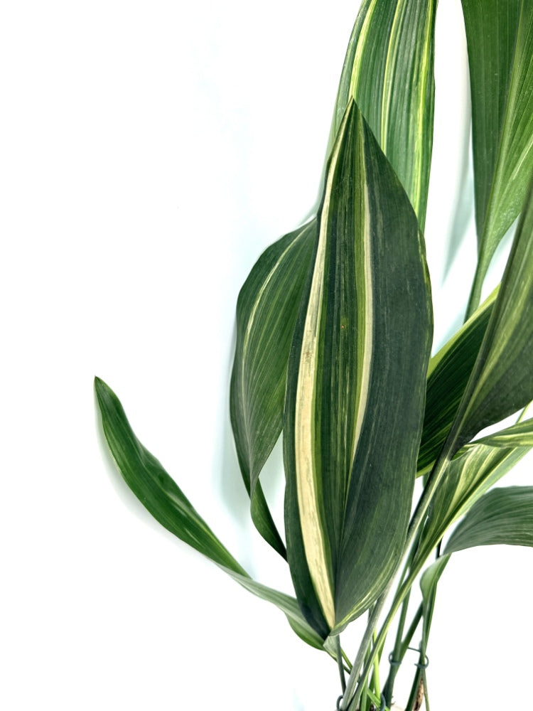 Aspidistra_Elatior_Variegata