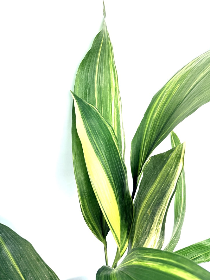 Aspidistra_Elatior_Variegata