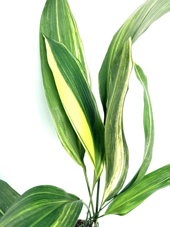 Aspidistra_Elatior_Variegata