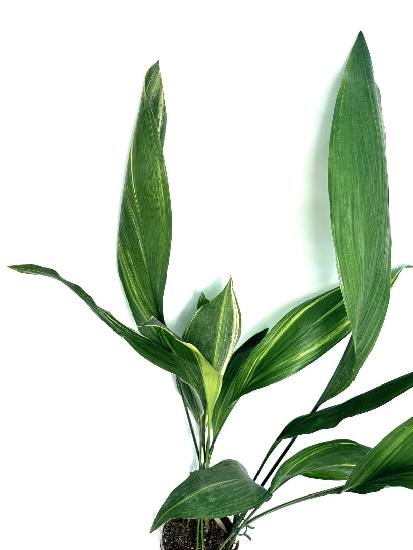 Aspidistra_Elatior_Variegata