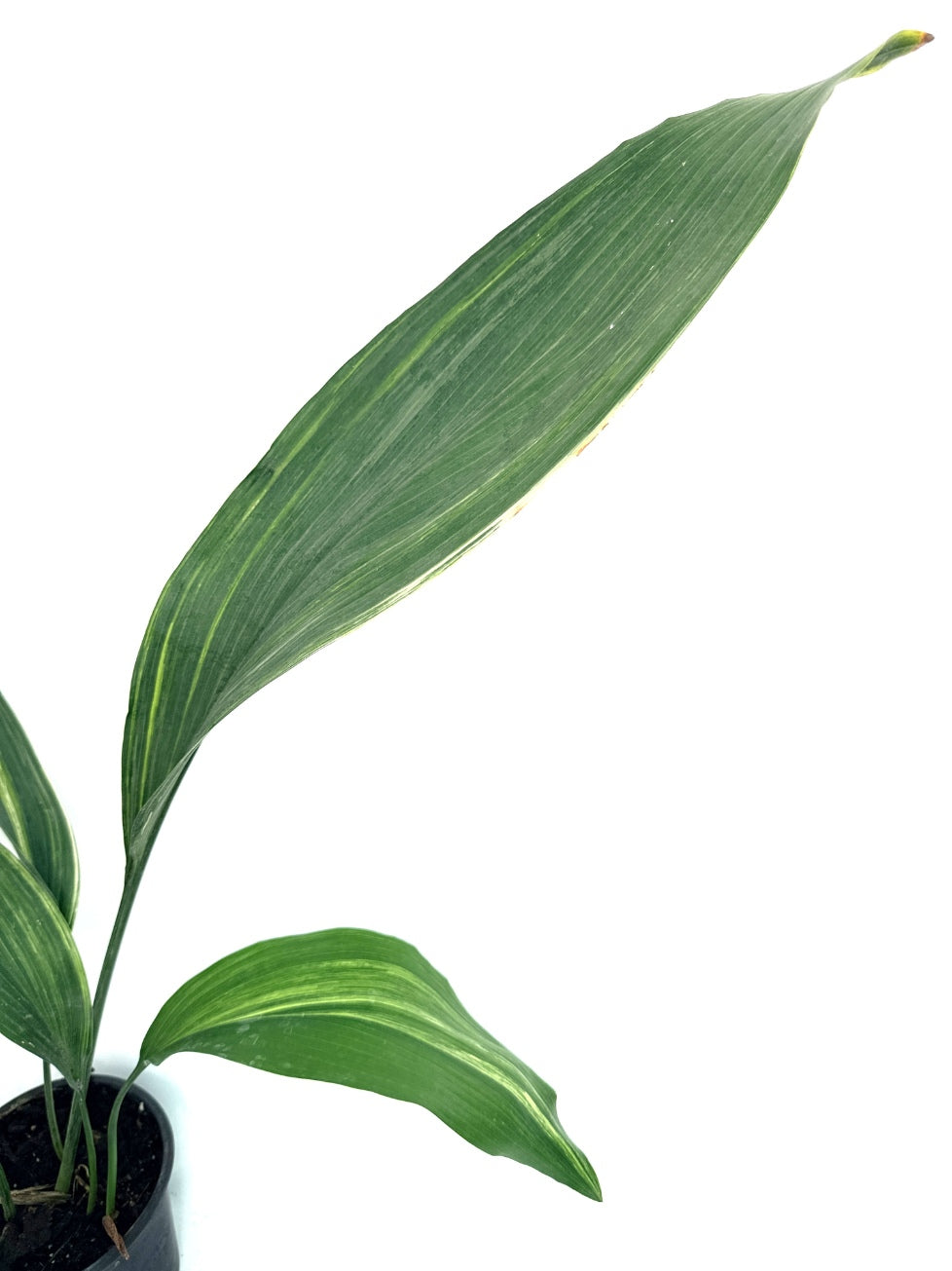 Aspidistra_Elatior_Variegata