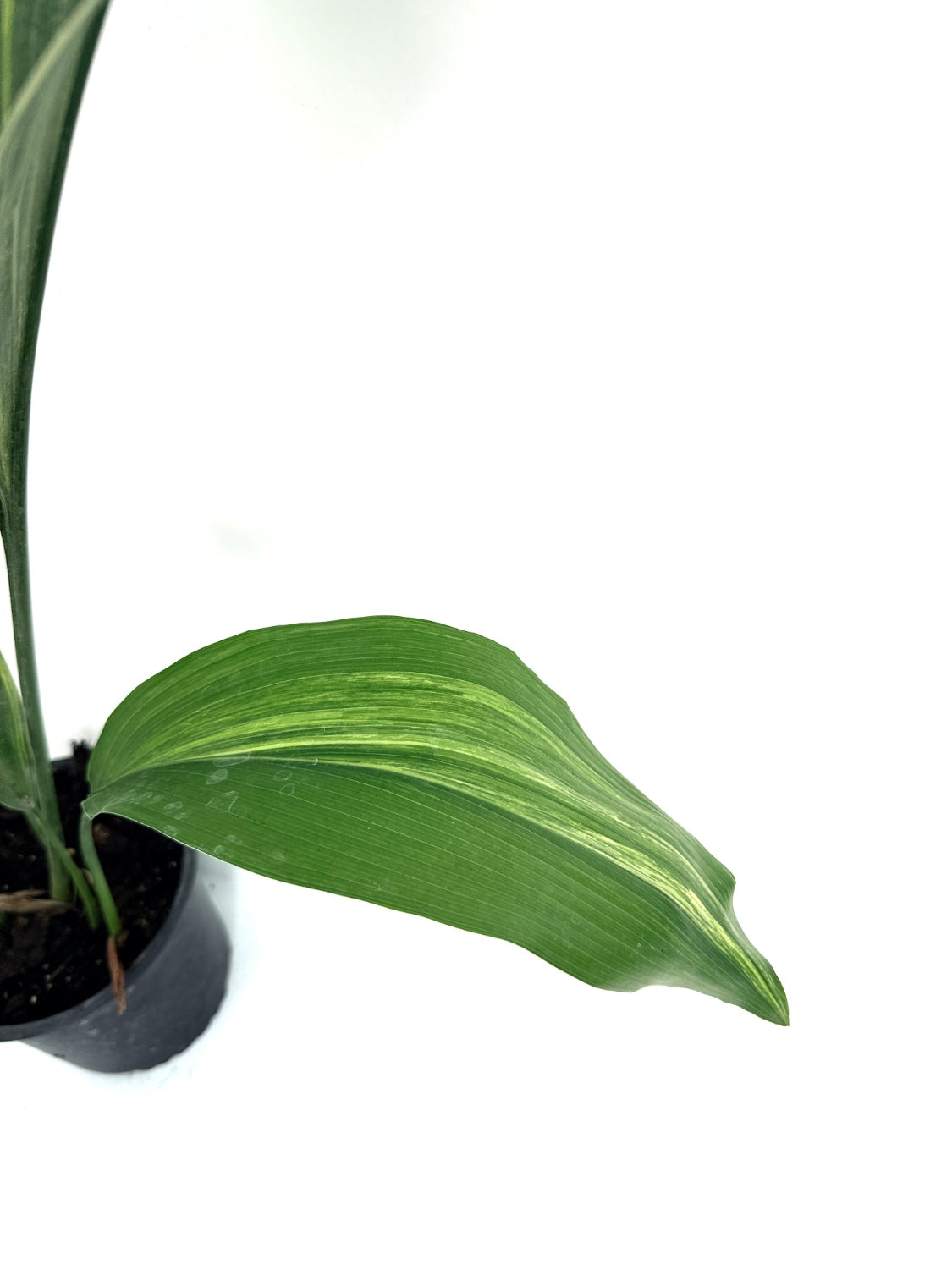 Aspidistra_Elatior_Variegata