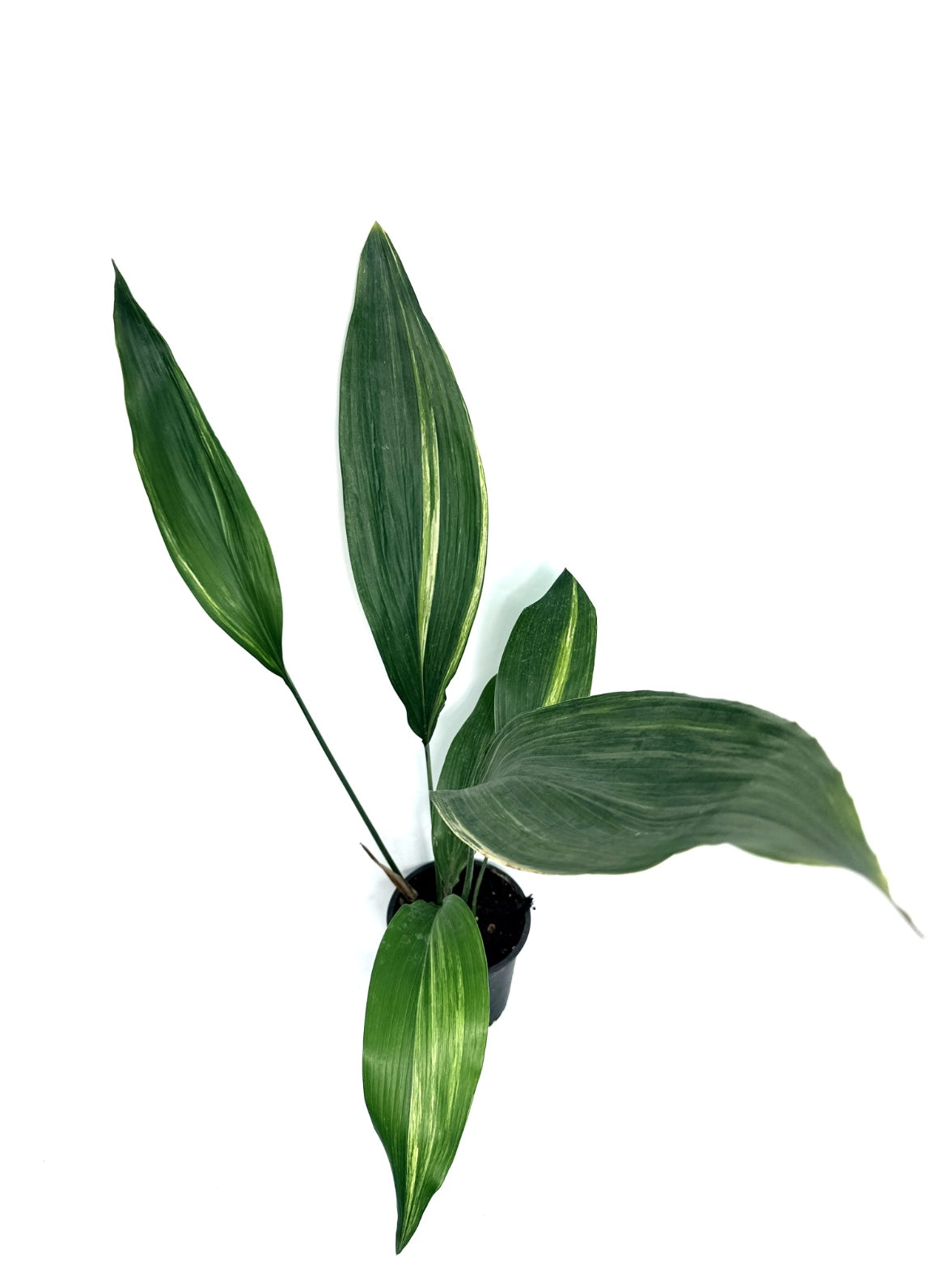 Aspidistra_Elatior_Variegata