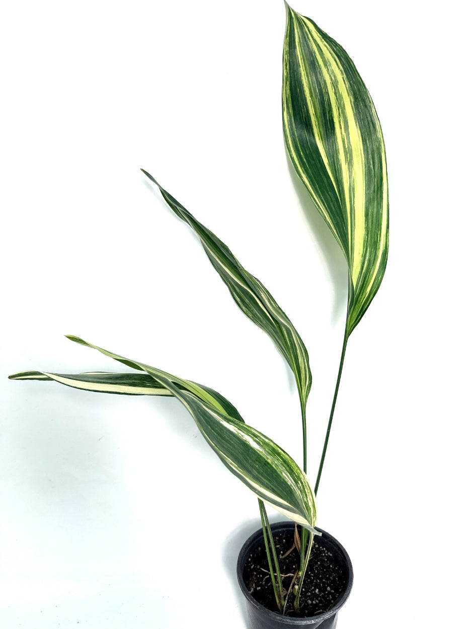 Aspidistra_Elatior_Variegata