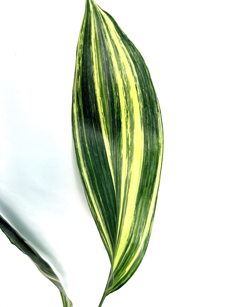 Aspidistra_Elatior_Variegata