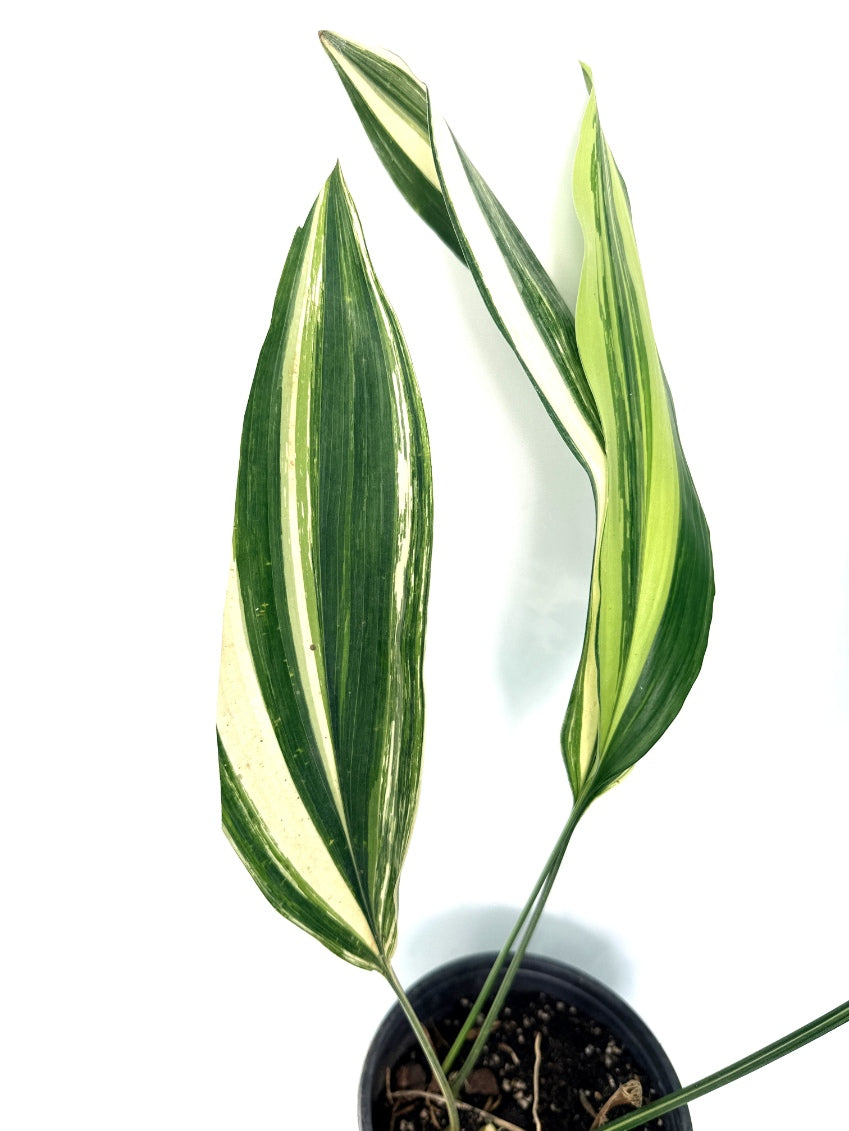 Aspidistra_Elatior_Variegata