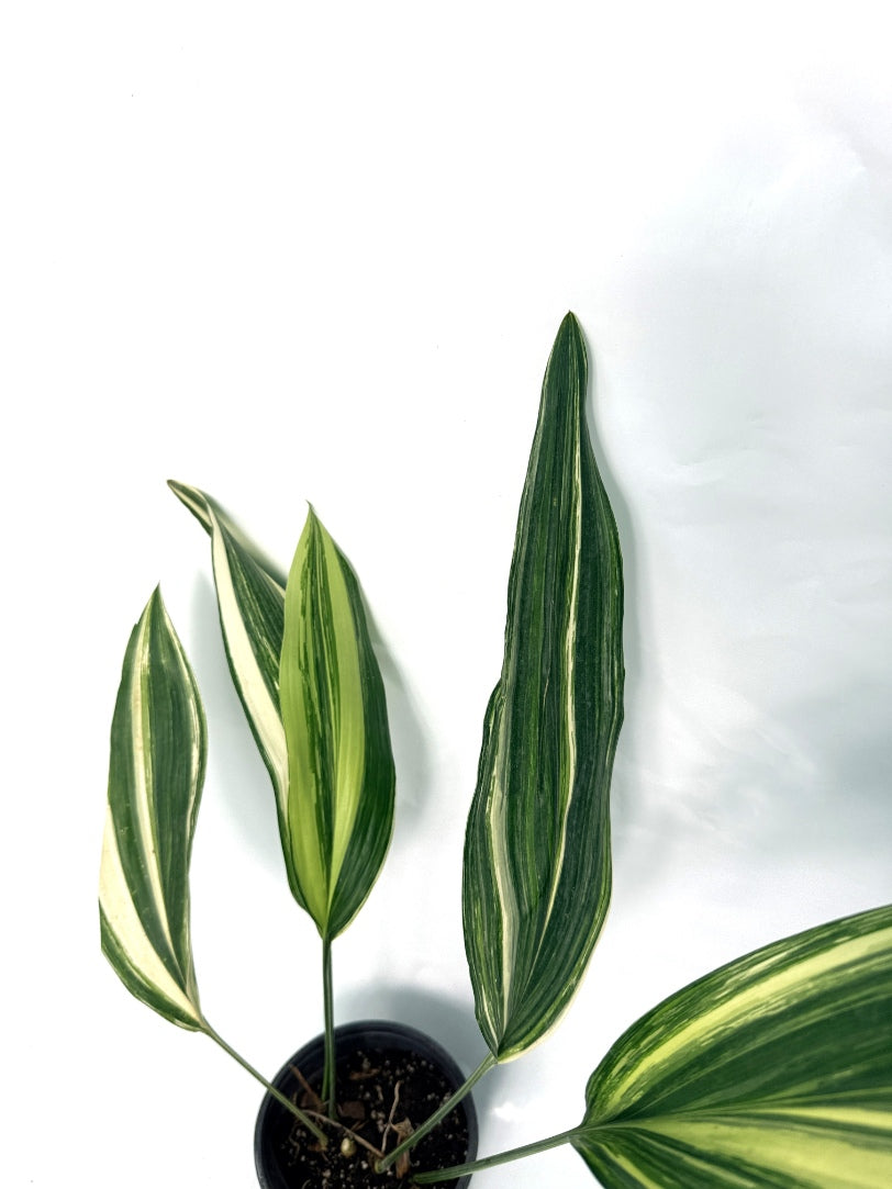 Aspidistra_Elatior_Variegata