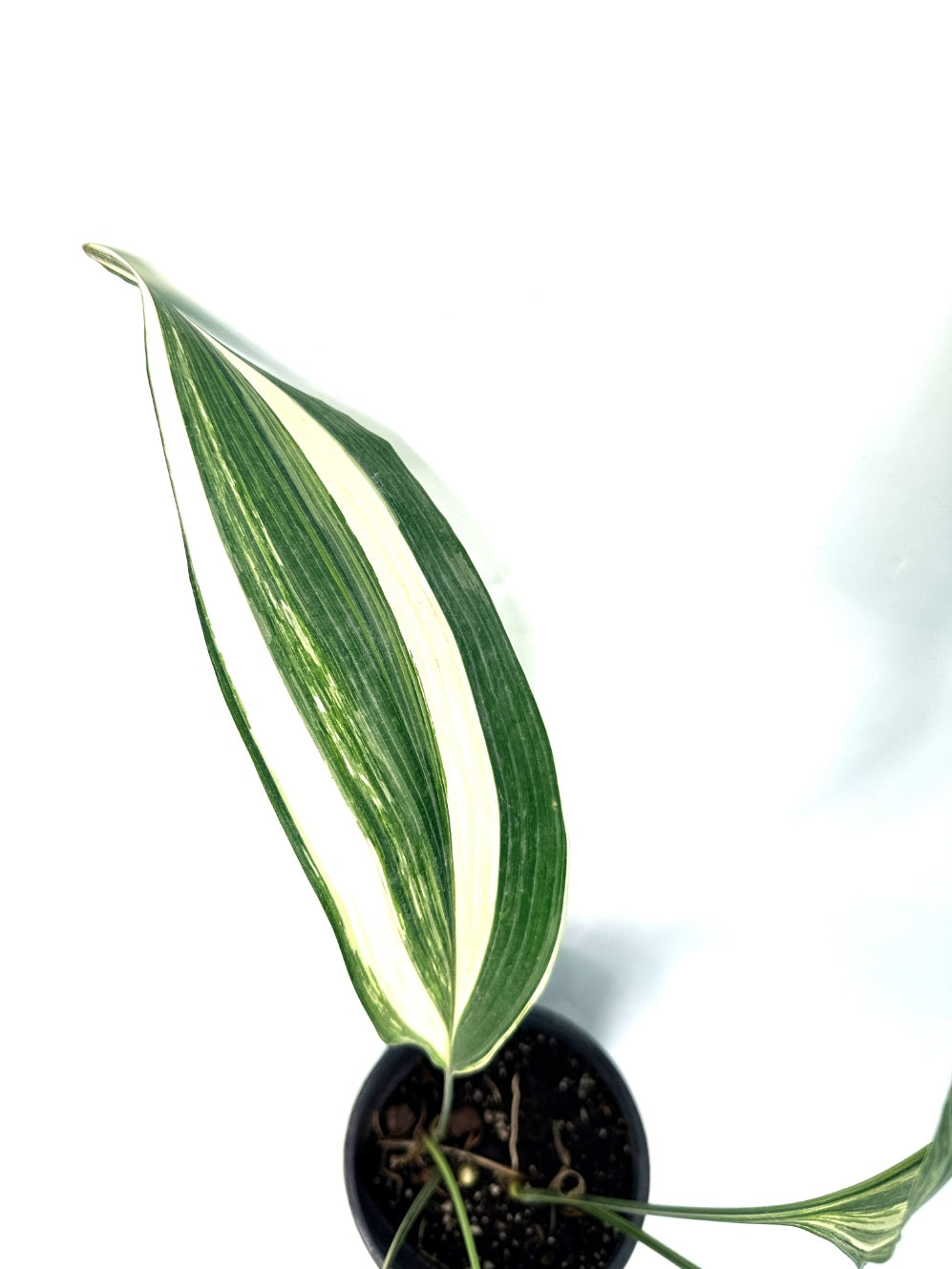 Aspidistra_Elatior_Variegata