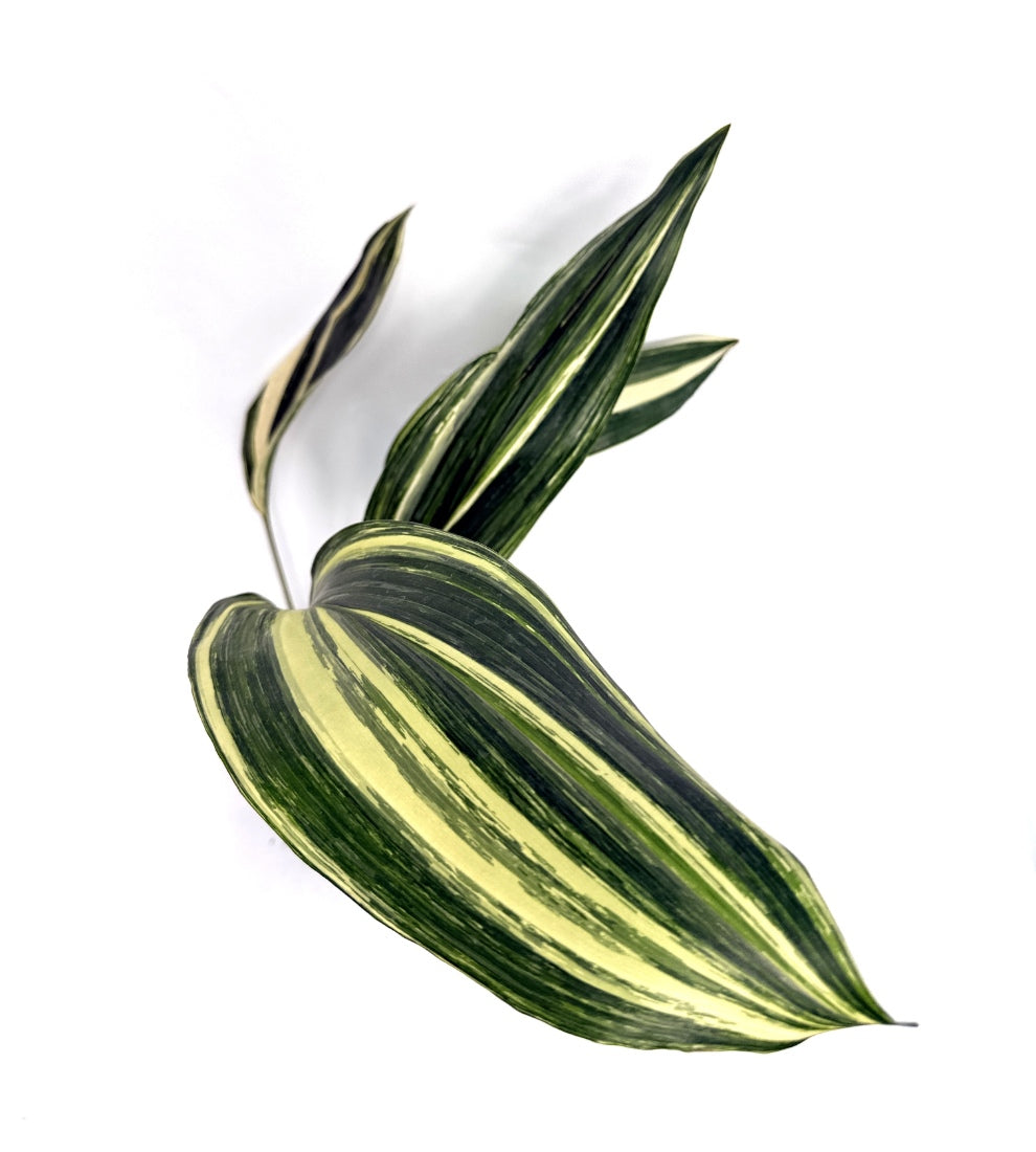 Aspidistra_Elatior_Variegata
