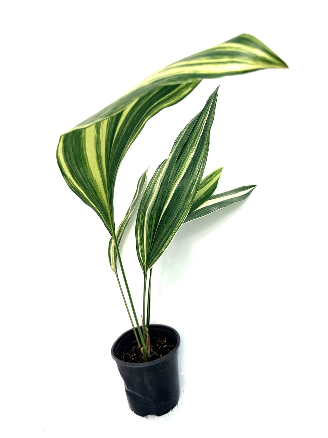 Aspidistra_Elatior_Variegata