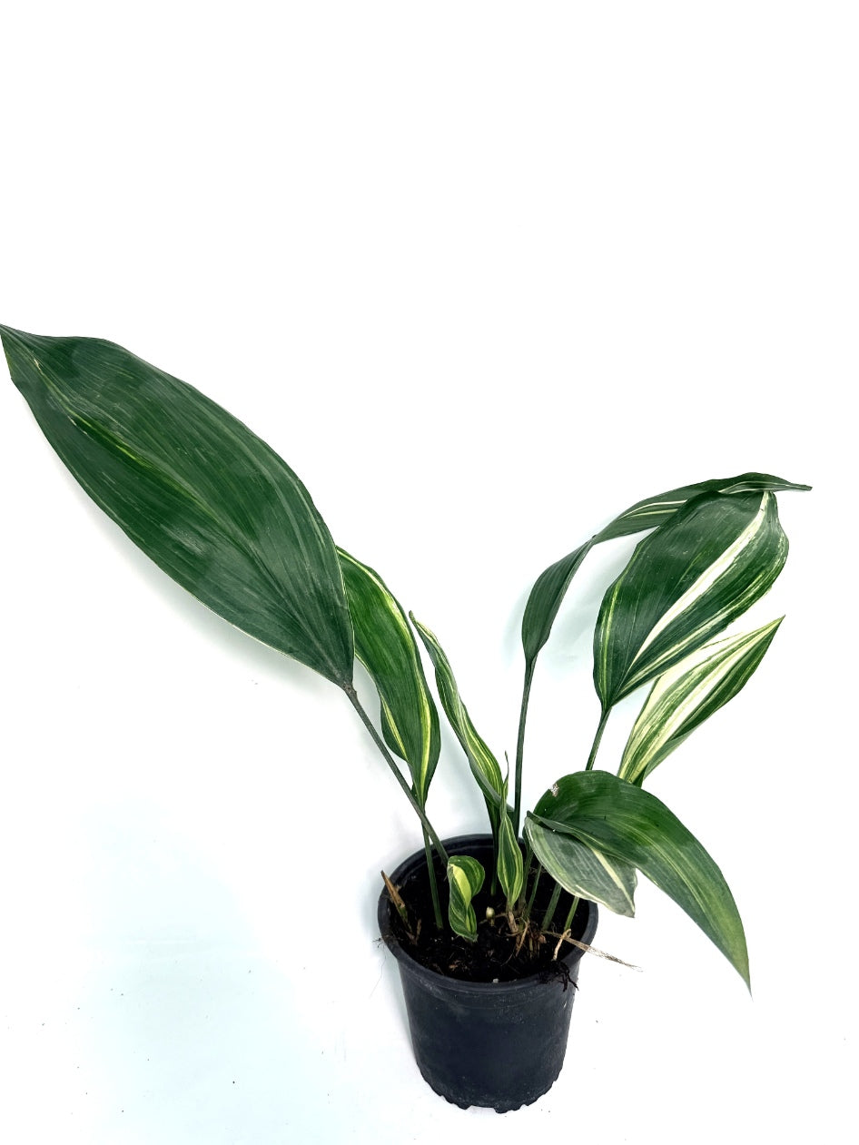 Aspidistra_Elatior_Variegata