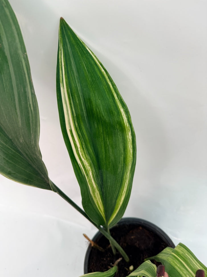 Aspidistra_Elatior_Variegata