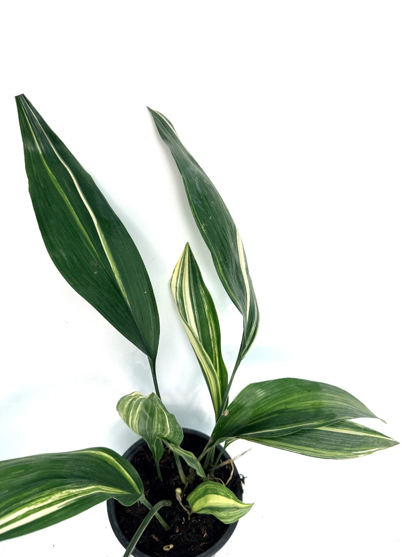 Aspidistra_Elatior_Variegata